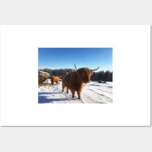 Scottish Highland Cattle Cows 1709 Posters and Art